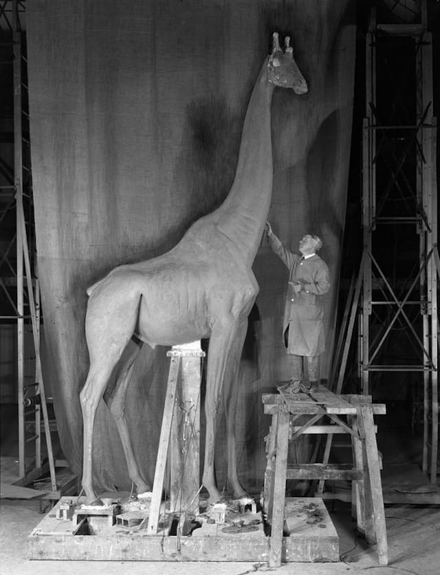 Rice, H. S. and Dutcher, Irving, “Robert Rockwell modeling male giraffe for Waterhole Group, 1928,”