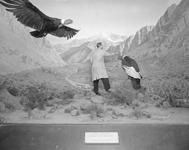 Logan, Robert Elwood, “Working on Condor Group, Birds of the World, 1963,”