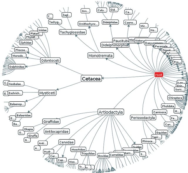 Bernard Bou, "Treebolic" (2003), showing classes & species of the animal kingdom rendered by a Java widget