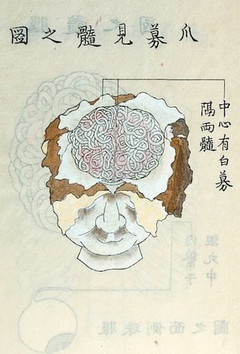 Illustration of the brain by Shinnin Kawaguchi (19th century) (via National Library of Medicine)