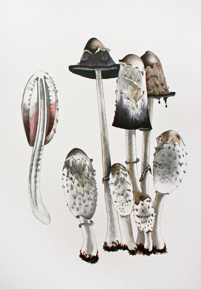 John Cage Mushroom Book