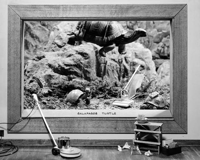 Lori Nix, "Galapagos Turtles" 2009