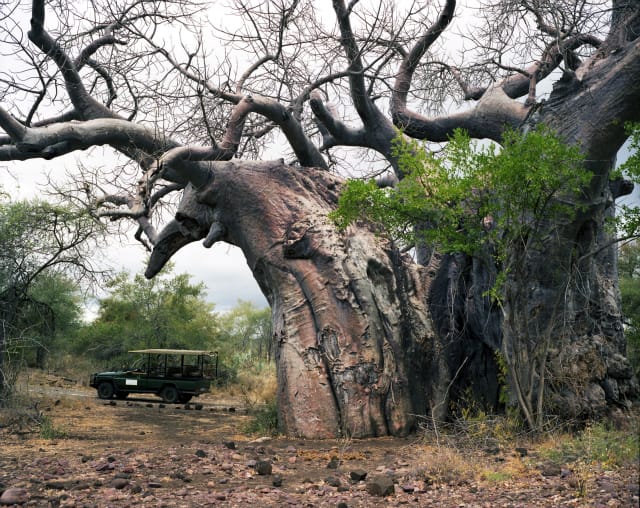Pafuri Baobab #0707-1335 (Up to 2,000 years old; Kruger National Park, South Africa)  This baobab lives in the Kruger Game Preserve in South Africa and requires an armed escort to visit. Baobabs get pulpy at their centers and tend to hollow out as they grow older. These hollows can serve as natural shelters for animals, but have also been appropriated for some less scrupulous human uses: for instance, as a toilet, a prison, and a bar.  