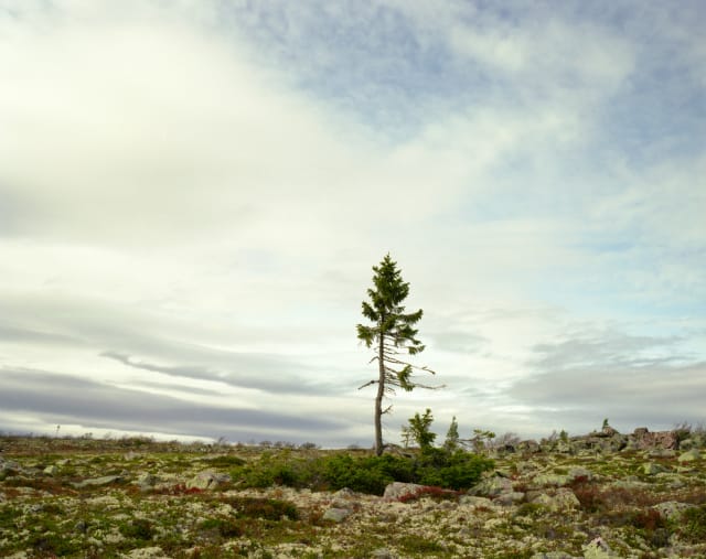 Spruce Gran Picea #0909 – 11A07 (9,550 years old; Fulufjället, Sweden) This 9,950-year-old tree is like a portrait of climate change. The mass of branches near the ground grew the same way for roughly 9,500 years, but the new, spindly trunk in the center is only 50 or so years old, caused by warming at the top of this mountain plateau in Western Sweden. 