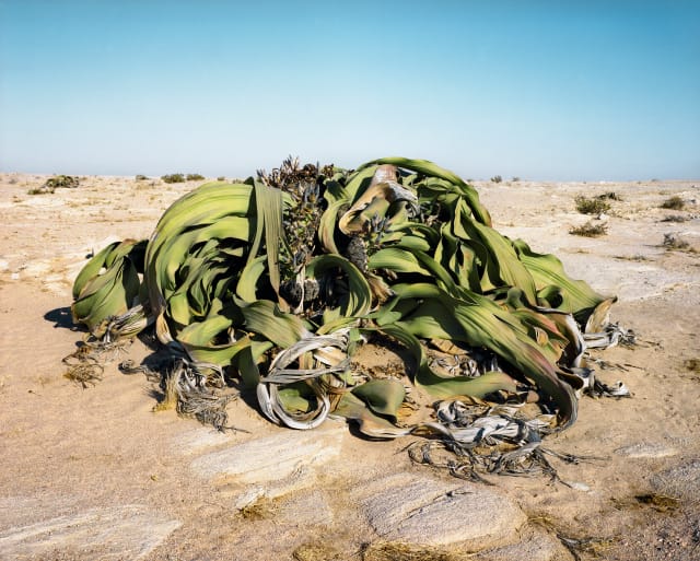 Welwitschia Mirabilis #0707-22411 (2,000 years old; Namib-Naukluft Desert, Namibia)  The Welwistchia is primitive conifer living only in parts of coastal Namibia and Angola where moisture from the sea meets the desert. Despite appearances, it only has two single leaves, which it never sheds. National plant of Namibia.  