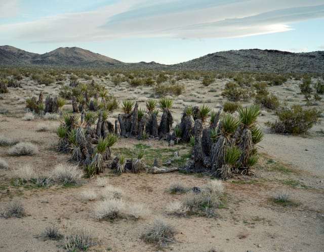 Mojave Yucca #0311-1233 (12,000 years old, Mojave Desert, California) The approximately 12,000-year-old creosote bush and Mojave yucca both have remarkable circular structures, pushing slowly outward from a central originating stem.  New stems replace old ones, but they are all connected by the same clonal root structure. 