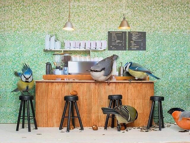 The "Piip-Show" (screenshot by Laura J. on Twitter)