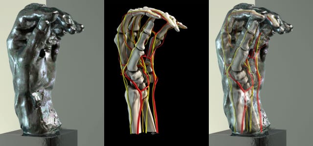  Rodin’s sculpture “Left Hand of Eustache de St. Pierre” during the scanning process. Photo by Matthew Hasel, Division of Clinical Anatomy, Stanford School of Medicine - Computer image created from the scan* - Inner anatomy* - Exterior scan and inner anatomy combined for an augmented reality view of the sculpture* *Render by Sarah Hegmann, Division of Clinical Anatomy, Stanford School of Medicine