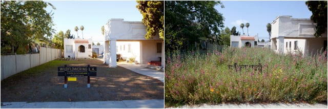 Site #25, before and after Wildflowering L.A.