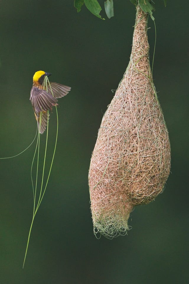 Baya Weaver (Ploceus philippinus) male flying to nest carrying grass (nesting material)/ Singapore
