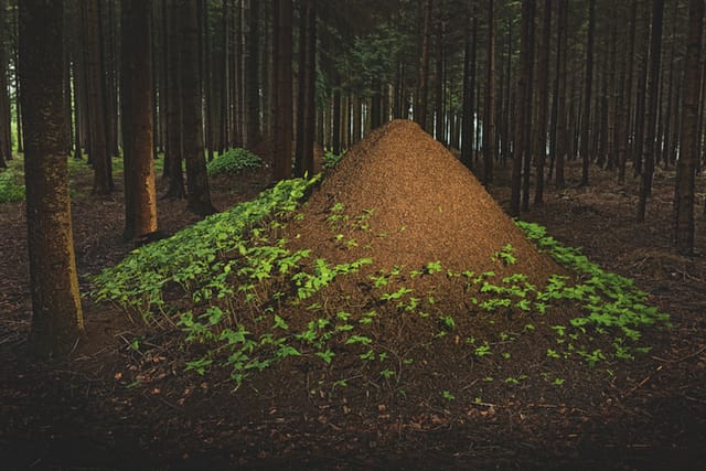 European Red Wood Ant (Formica polyctena) nests in pine forest, Hessen, Germany