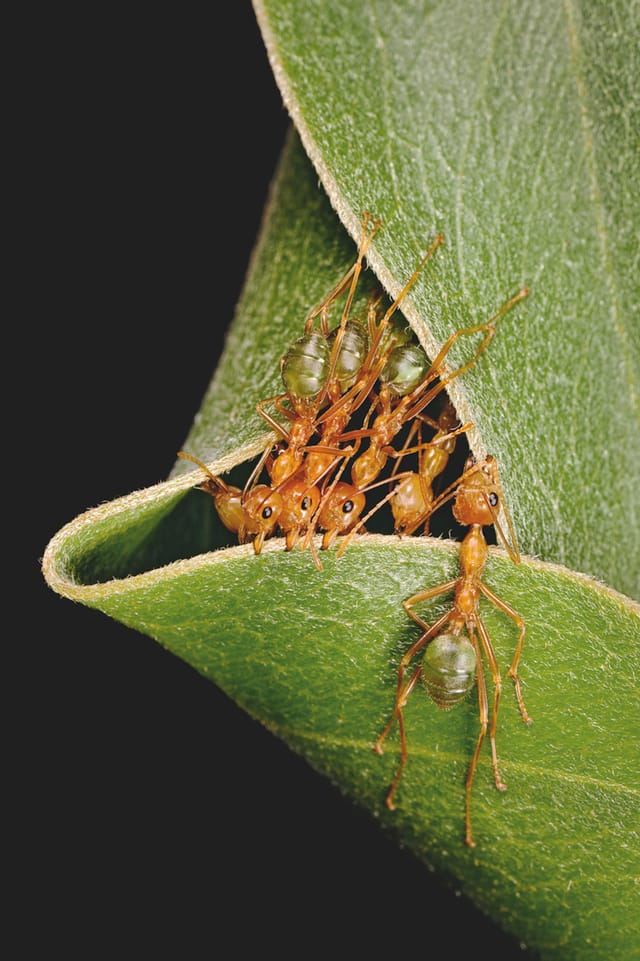Green Tree Ant (Oecophylla smaragdina) group building nest by pulling on leaves and forming chains, Kakadu NP., Northern Territory, Australia