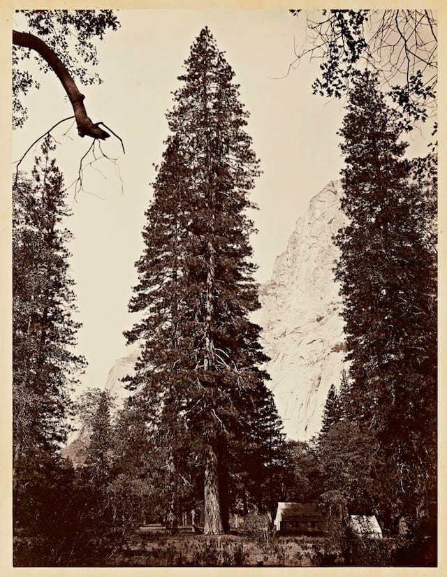 Carleton Watkins (U.S.A., 1829–1916), The Ponderosa, Yosemite, 1866,  from the album Photographs of the Yosemite Valley. Albumen print. Lent by Department of Special Collections, Stanford University Libraries.
