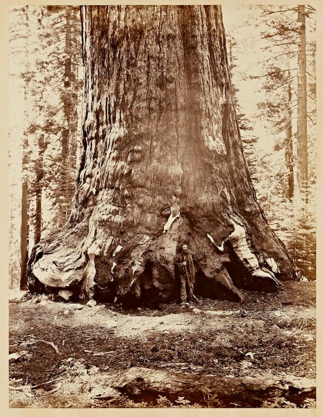 Carleton E. Watkins (U.S.A., 1829–1916), Section of the Grizzly Giant, 33 ft. diameter, 1865–66, from the album Photographs of the Yosemite Valley. Albumen print. Cantor Arts Center at Stanford University, Lent by Department of Special Collections, Stanford University Libraries.