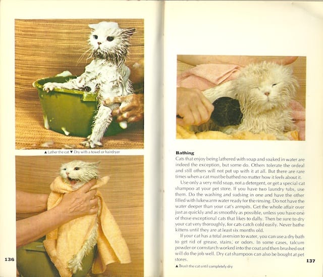 Pictures from Cats of the World. 