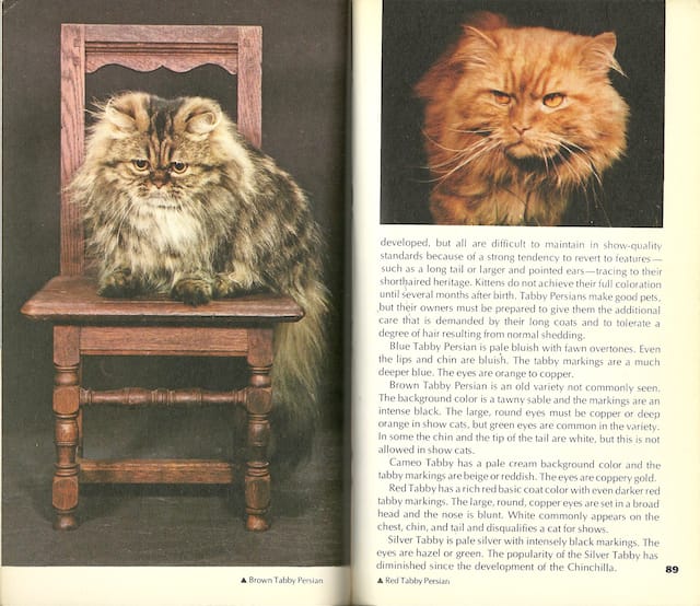 Spread from 'Cats of the World'