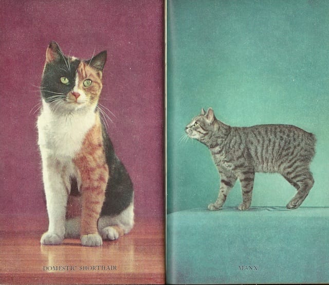 Photos by Walter Chandoha