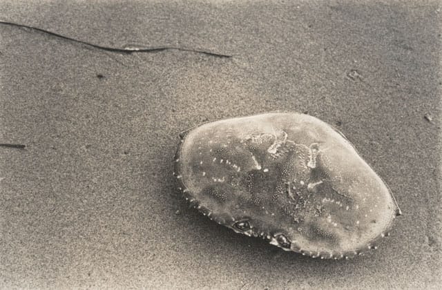 Jay DeFeo, "Untitled" (1972), gelatin silver print, 4 3/8 x 6 7/16 in (11.1 x 16.4 cm) (click to enlarge)