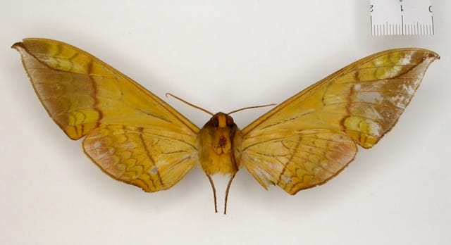 Callambulyx amanda moth, collected in 1903, Collection of the Natural History Museum, London (via OpenUp)
