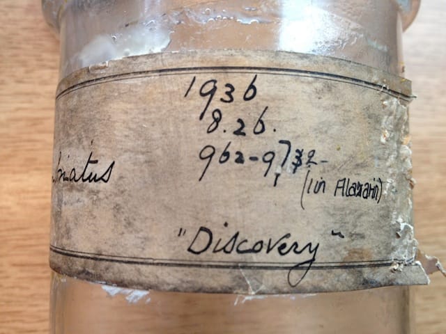 Iluocoetes fimbriatus Jenyns, 1842, Natural History Museum, London (via OpenUp)