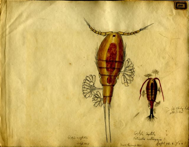 Illustration by Christian Gottfried Ehrenberg of Epistylis Anastatica-Carolina (1837), Museum fuer Naturkunde (via OpenUp)