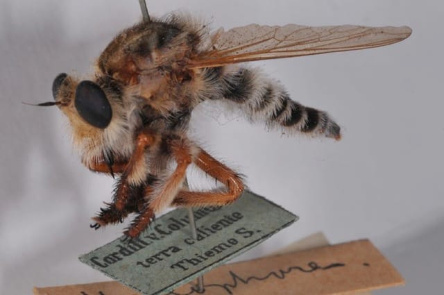 Mallophora argentipes Macquart, 1883, Museum für Naturkunde Berlin (via OpenUp)