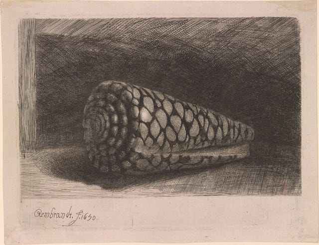 Rembrandt Harmenszoon van Rijn, "The Shell (Conus Marmoreus)" (1650), etching, 97 x 132 mm