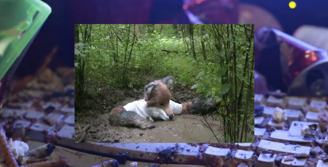 Drowning furry in, "Still Life (Betamale)."