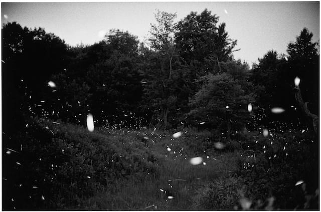 Gregory Crewdson: Fireflies