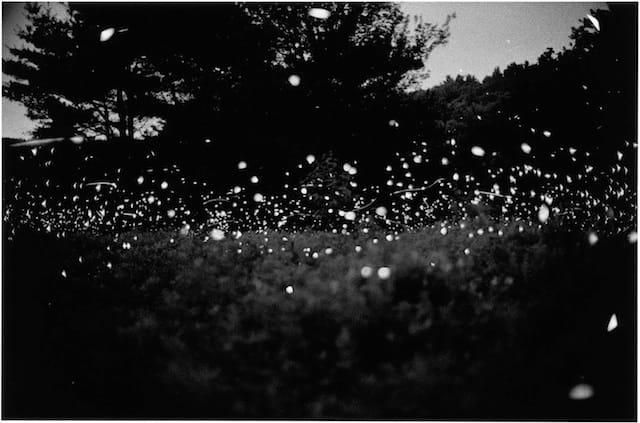 Gregory Crewdson: Fireflies