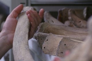 AlloraCalzadilla_still03