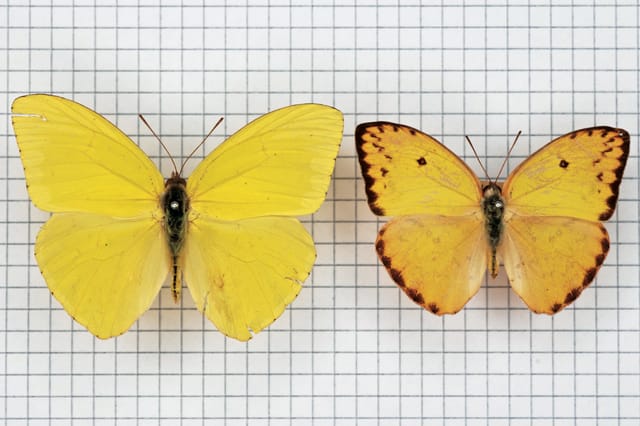 Alison Turnbull, Galápagos Sulphur, 2009.  Image credit: Photos Alison Turnbull. Courtesy the artist and Matt’s Gallery, London.  