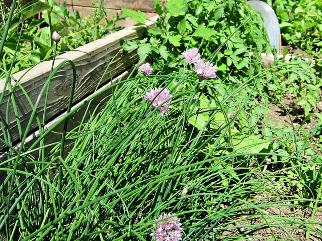 Invasive Pigments Garden at the Center for Strategic Art and Agriculture, Silent Barn