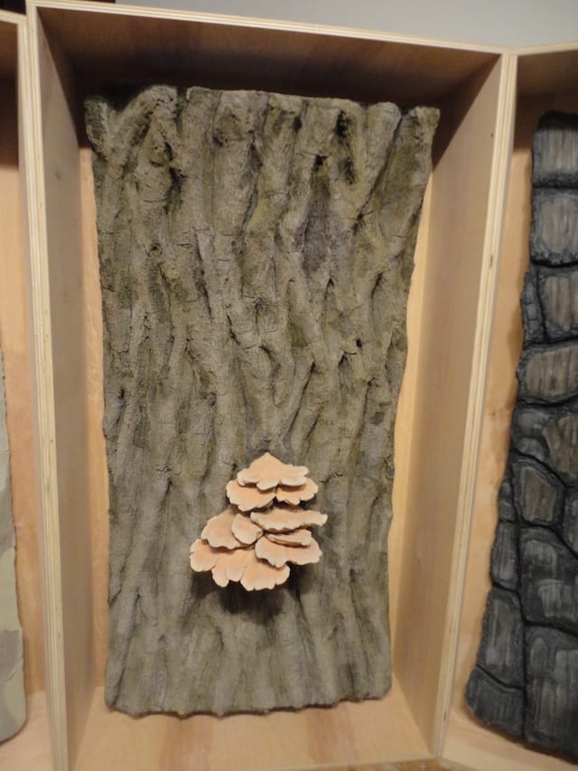 Eric Lindveit, "Sylvan Natural History of New York " (2014) (photo by author)