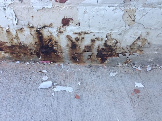 A couple of ants crawling along the wall