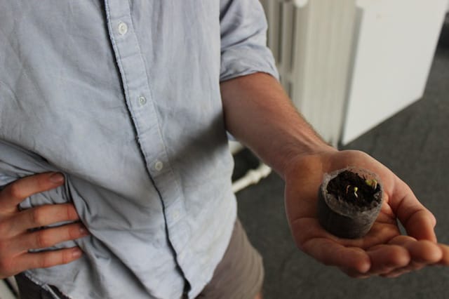 The newly sprouted seed (click to enlarge)