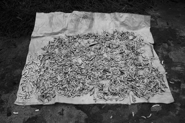 Vivianne Sassen, "Coco banda" (2014)