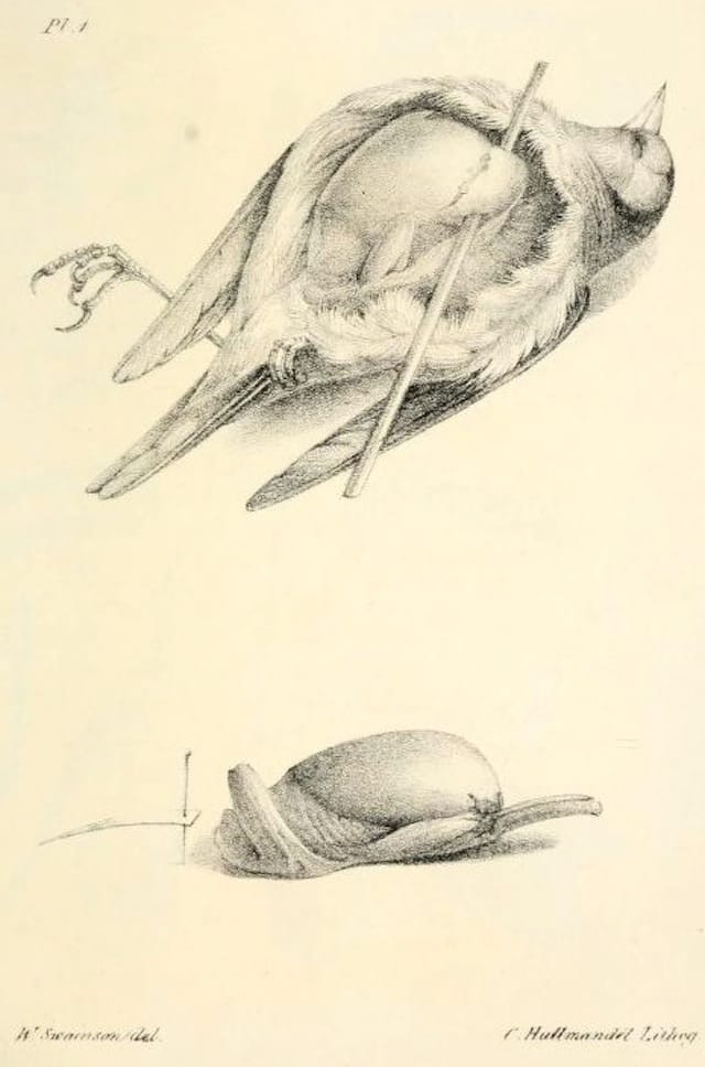 Bird dissection illustration from William Swainson's 1822 "The naturalist’s guide for collecting and preserving all subjects of natural history and botany, intended for the use of students and travellers"