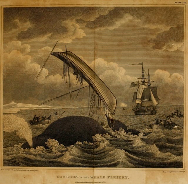 "Dangers of the Whale Fishery" illustration from William Scoresby's 1820 "An account of the Arctic regions, with a history and description of the northern whale-fishery"