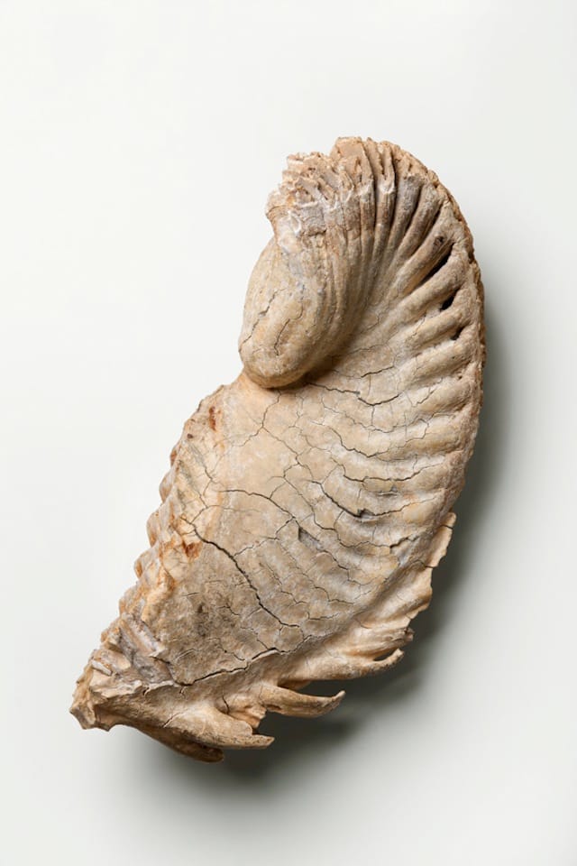 (image by Howard Chu)