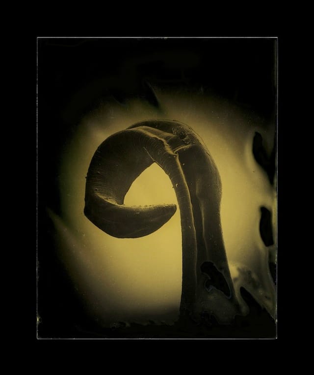 Marcus DeSieno, "Baylisascaris procyonis," Archival Pigment Print from Dry Plate Gelatin Ferrotype