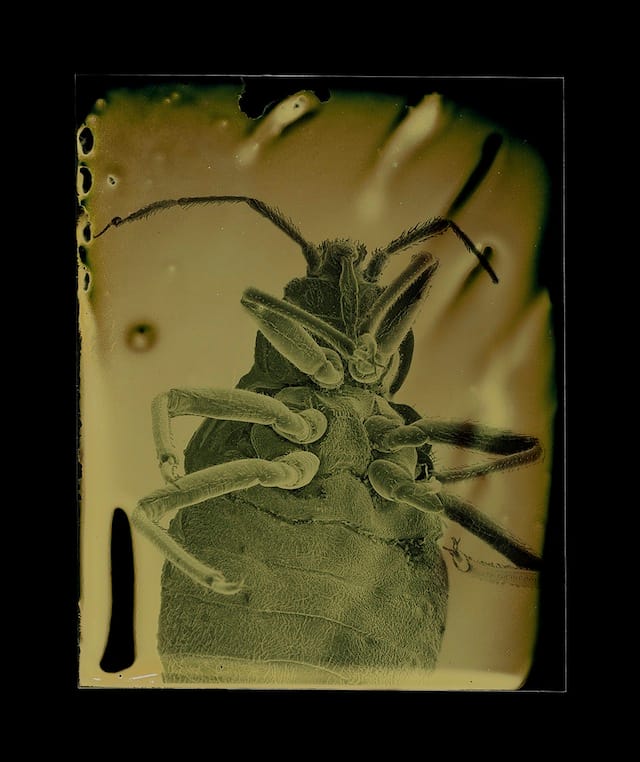Marcus DeSieno, "Cimex lectularius," Archival Pigment Print from Dry Plate Gelatin Ferrotype