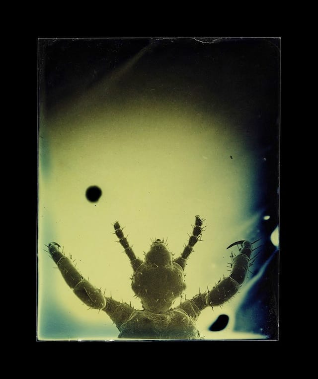 Marcus DeSieno, "Pediculus humanus capitis," Archival Pigment Print from Dry Plate Gelatin Ferrotype
