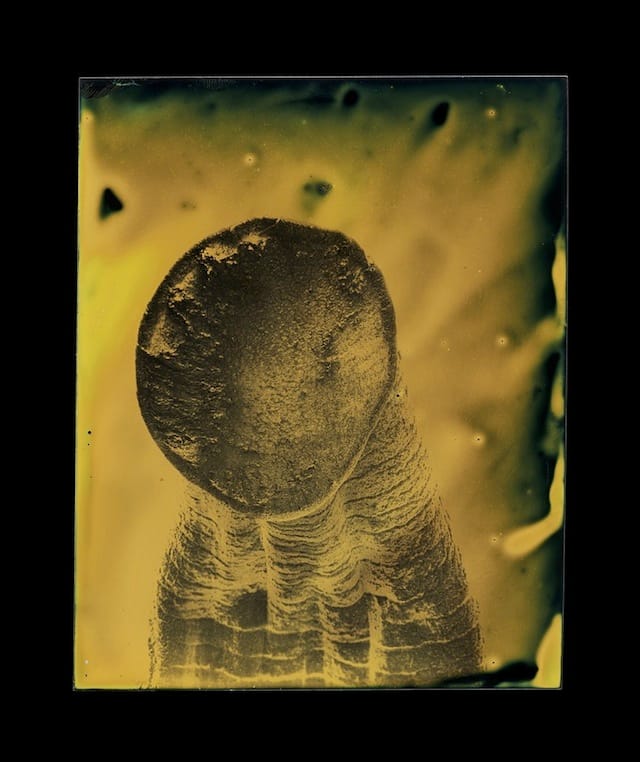 Marcus DeSieno, "Hirudo medicinalis," Archival Pigment Print from Dry Plate Gelatin Ferrotype