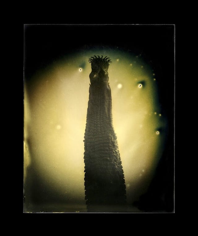 Marcus DeSieno, "Taenia solium," Archival Pigment Print from Dry Plate Gelatin Ferrotype