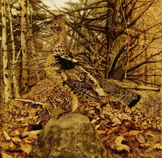 Illustration from "Concealing-Coloration in the Animal Kingdom" by Gerland H. Thayer (via Biodiversity Heritage Library)