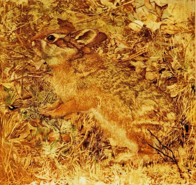 Illustration from "Concealing-Coloration in the Animal Kingdom" by Gerland H. Thayer (via Biodiversity Heritage Library)
