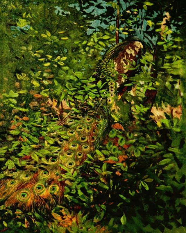 Illustration from "Concealing-Coloration in the Animal Kingdom" by Gerland H. Thayer (via Biodiversity Heritage Library)