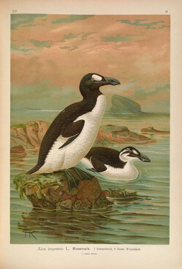 Great auk from "Naturgeschichte der Vögel Mitteleuropas" (1905) (Courtesy of the Biodiversity Heritage Library)
