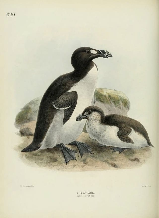 Greak auks in Henry Eeles Dresser's "A History of the Birds of Europe" (1871-81) (courtesy Biodiversity Heritage Library)
